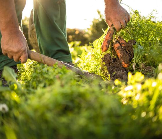 pulling carrots from ground