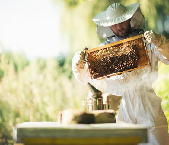 Person holding bees from a hive