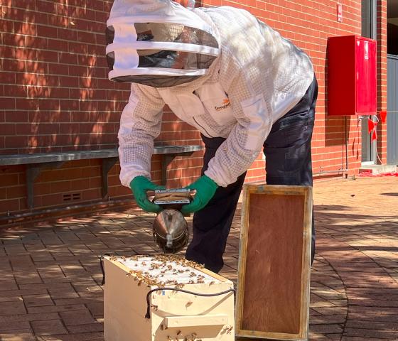 beekeeper moving bees