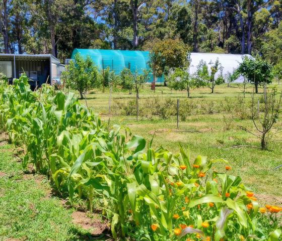 Permaculture garden in Denmark WA