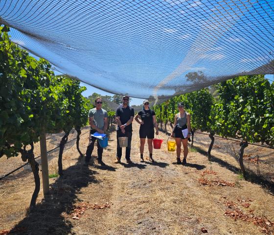 Students in vineyard 