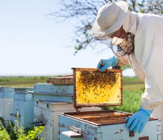 Beekeeping